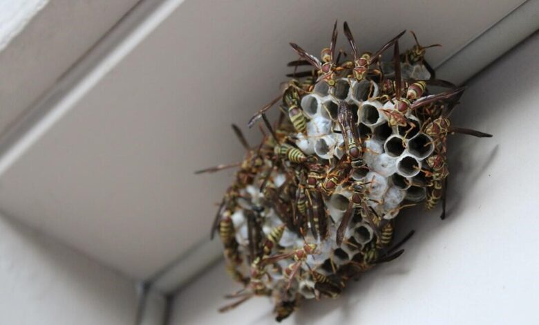 Why Regular Pest Inspections are Essential in Real Estate