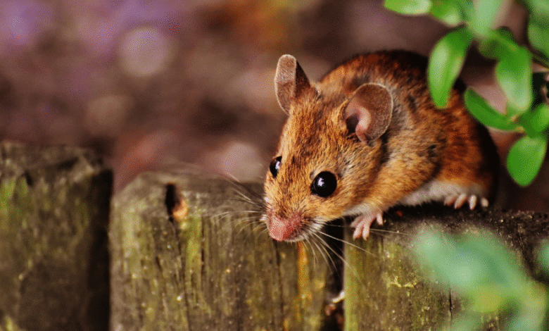 Rodents, Roaches, and More: A Homeowner's Survival Guide