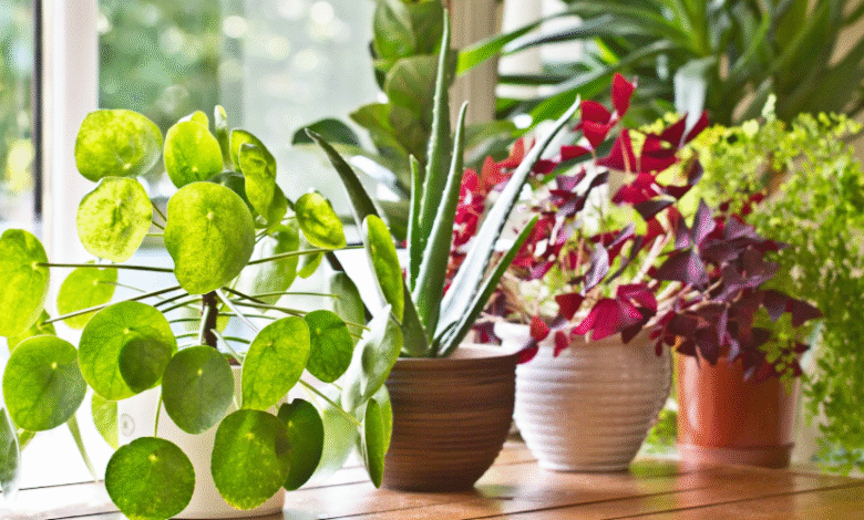 Rare Indoor Plants Canadians Are Searching For and Where to Get Them