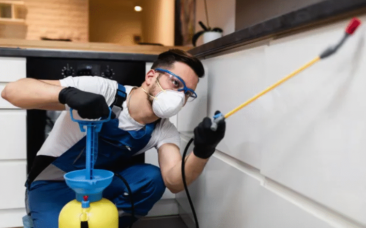 Effective Pest Control Solutions in Nowra, NSW