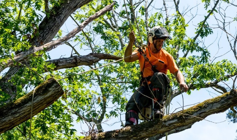 Expert Tree Moving Mississauga Services for Sustainable Urban Growth - Honestdoor