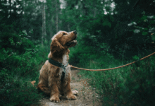 Improving Your Pet’s Quality of Life Through Daily Routines