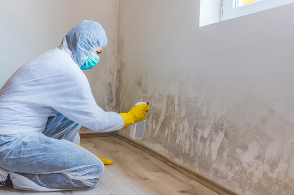 Spotting and Preventing Hidden Mold: A Guide for Charlotte, NC Homeowners