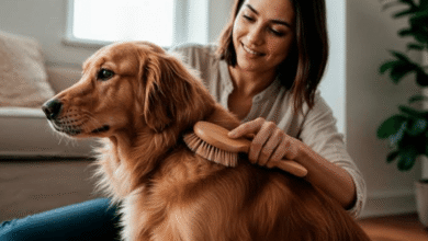 The Pet Owner's Guide to Saving Fine Area Rugs from Stains and Odors in NYC