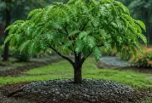 Seasonal Tree Care