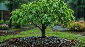 Seasonal Tree Care