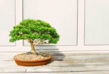 How Garden Centers Can Build a Successful Bonsai Product Line