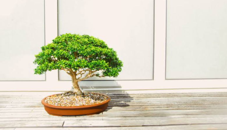 How Garden Centers Can Build a Successful Bonsai Product Line