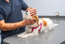 4 Signs Your Pet Should Visit an Animal Hospital Immediately