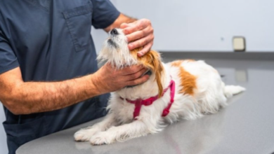 4 Signs Your Pet Should Visit an Animal Hospital Immediately