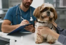 IV Fluids for Pets: When Hospitals Use Them and Why They Help