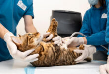 How Animal Hospitals Handle Reproductive And Breeding Care
