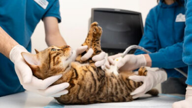 How Animal Hospitals Handle Reproductive And Breeding Care