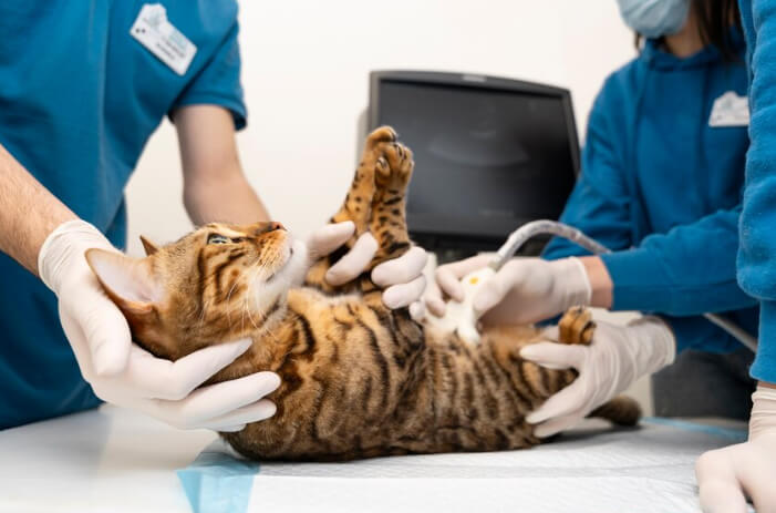 How Animal Hospitals Handle Reproductive And Breeding Care