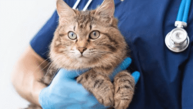 How Mobile Vets Document Exams and Share Records With Specialists