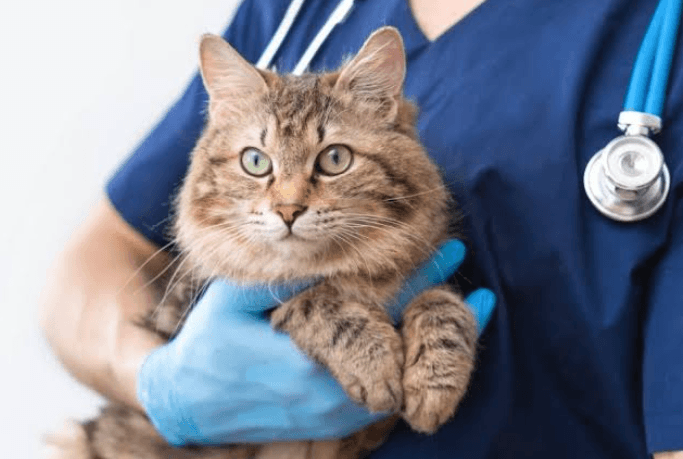 How Mobile Vets Document Exams and Share Records With Specialists