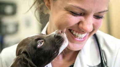 How General Vets Coordinate Referrals To Specialists