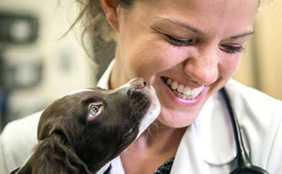 How General Vets Coordinate Referrals To Specialists