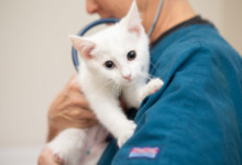 3 Signs Your Cat Needs An Immediate Animal Hospital Visit