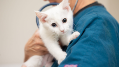 3 Signs Your Cat Needs An Immediate Animal Hospital Visit