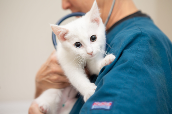 3 Signs Your Cat Needs An Immediate Animal Hospital Visit
