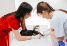 Why Preventive Care Matters At Animal Hospitals
