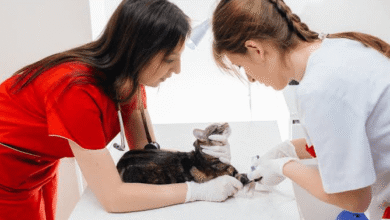 Why Preventive Care Matters At Animal Hospitals