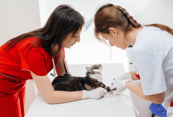 Why Preventive Care Matters At Animal Hospitals