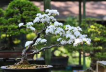 Designing Timeless Gardens Around a Large Ficus Bonsai Tree