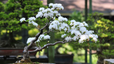 Designing Timeless Gardens Around a Large Ficus Bonsai Tree