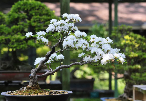 Designing Timeless Gardens Around a Large Ficus Bonsai Tree